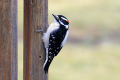 Downy Woodpecker