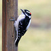 Downy Woodpecker