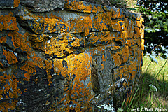 Golden Lichen; Remnant of Lower Battery Retaining Wall
