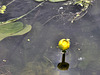 Waterlilly flowering