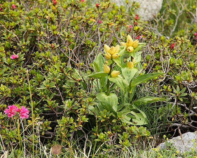 Gelber Tüpfel-Enzian -  Gentiana punctata