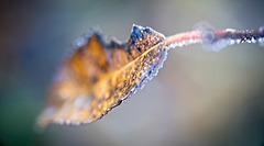 Der Winter hat dieses Herbstblatt etwas getroffen :))  Winter has hit this autumn leaf a bit :))  L'hiver a un peu touché cette feuille d'automne :))