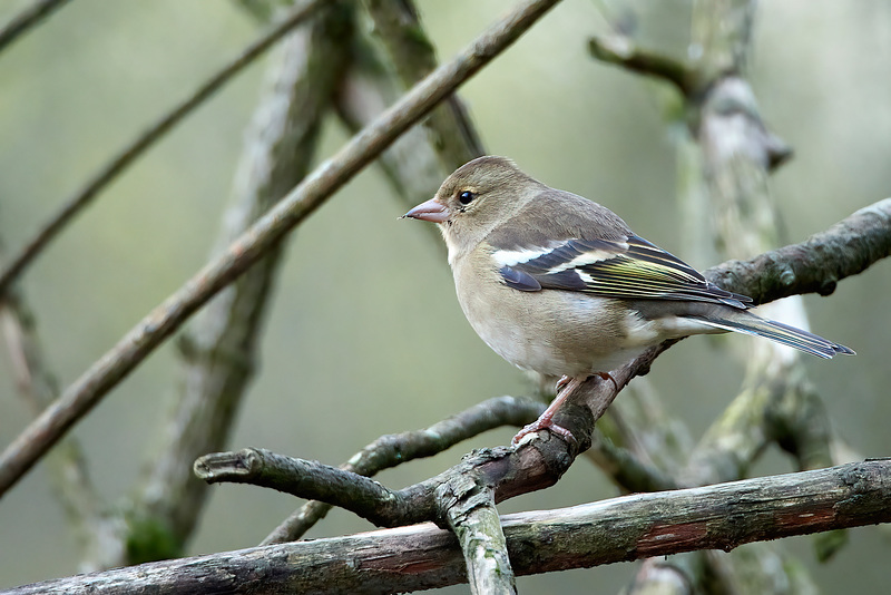 Chaffinch (Female) - Fringilla coelebs