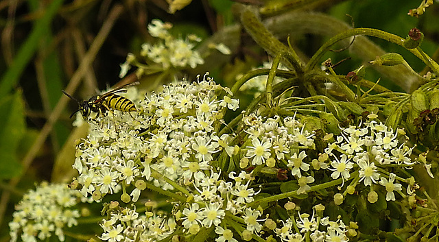 20230810 3763CPw [D~MS] Gemeiner Bärenklau (Heracleum sphondylium), Deutsche Wespe (Vespula germanica), Rieselfelder Münster