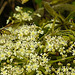 20230810 3763CPw [D~MS] Gemeiner Bärenklau (Heracleum sphondylium), Deutsche Wespe (Vespula germanica), Rieselfelder Münster