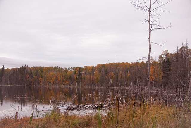 beaver pond and dead tree