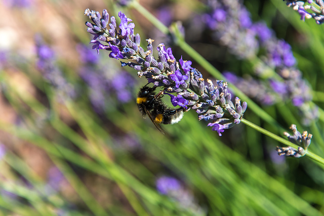 Lavendel und Hummel