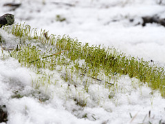 Blooming moss