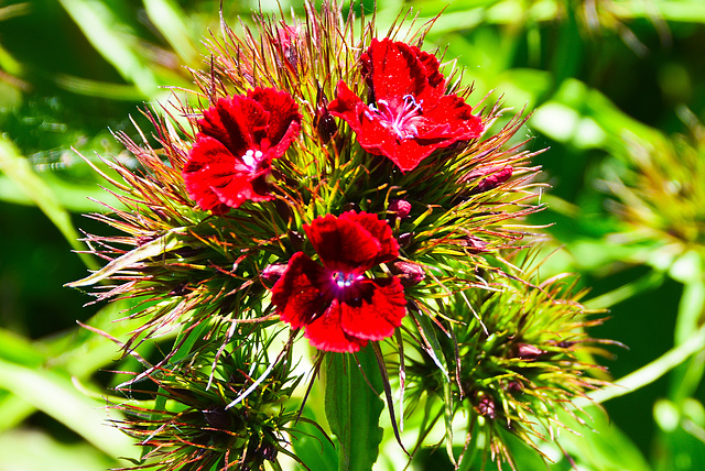 Bartnelken, Dianthus barbatus