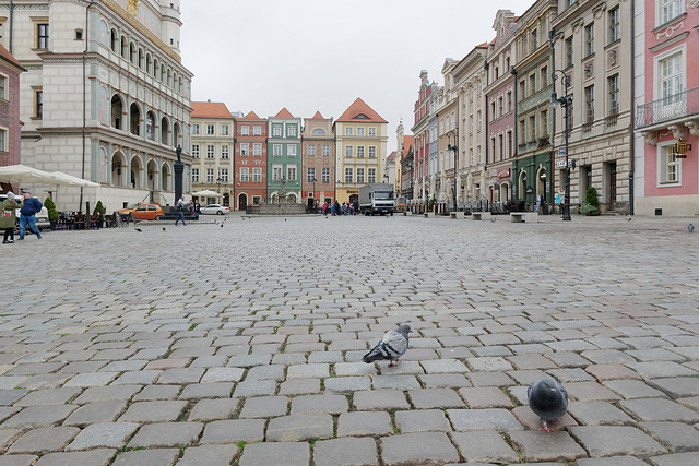 Les pigeons de la place (3)