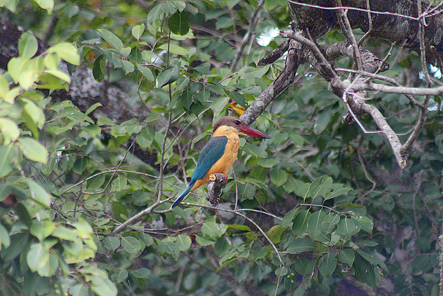 Kingfisher