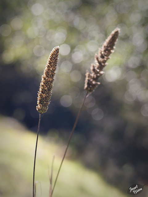 wild-grass