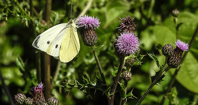 20180628 4069CPw [D~LIP] Kohlweißling, Acker-Kratzdistel (Cirsium arvense), UWZ, Bad Salzuflen