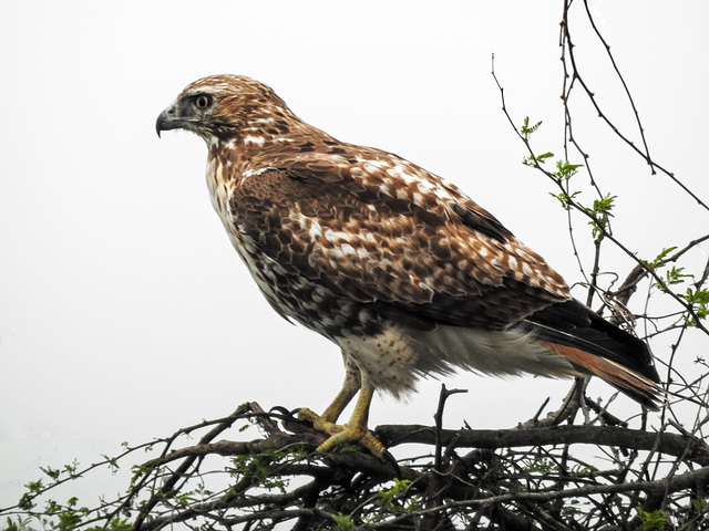 Day 1, Red-tailed Hawk / Buteo jamaicensis, southern Texas