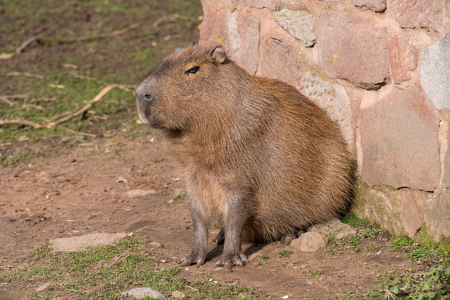 Capybara