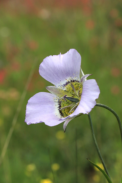 Gunnison's Mariposa