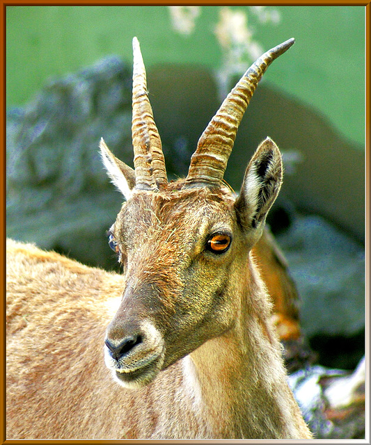 Jung- Steinbock (Capra ibex). ©UdoSm