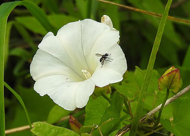 20230810 3764CPw [D~MS] Gewöhnliche Zaunwinde (Calystegia sepium agg), Weißbindige Anthrazit-Raupenfliege (Gastrolepta anthracina), Rieselfelder Münster