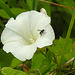 20230810 3764CPw [D~MS] Gewöhnliche Zaunwinde (Calystegia sepium agg), Weißbindige Anthrazit-Raupenfliege (Gastrolepta anthracina), Rieselfelder Münster