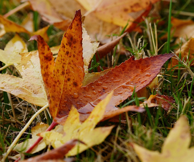 Nach dem Regen