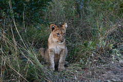 Zimbabwe, Young Lioness in Hwange National Park