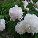 Pivoines blanches