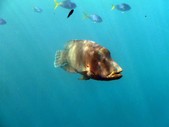 Wrasse