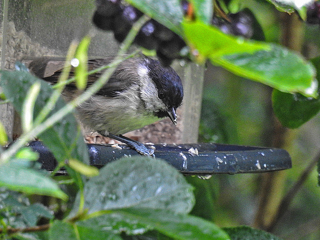 20170724 2648CPw [D~LIP] Weidenmeise (Poecile montanus), Bad Salzuflen