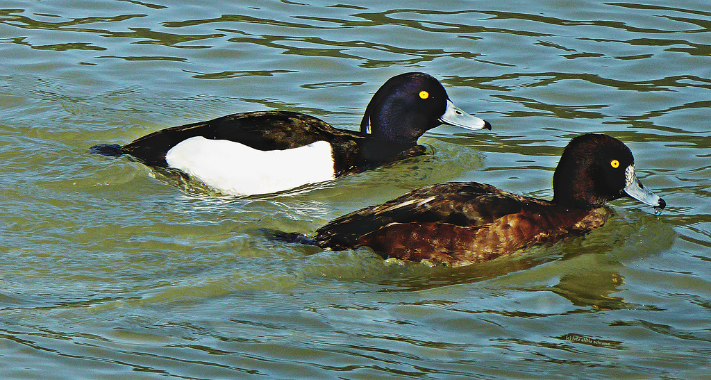 Reiherente (Aythya fuligula)