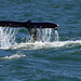 Humpback whale, Skjálfandi