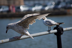 Gull landing (2)