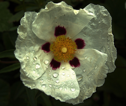 Raindropped