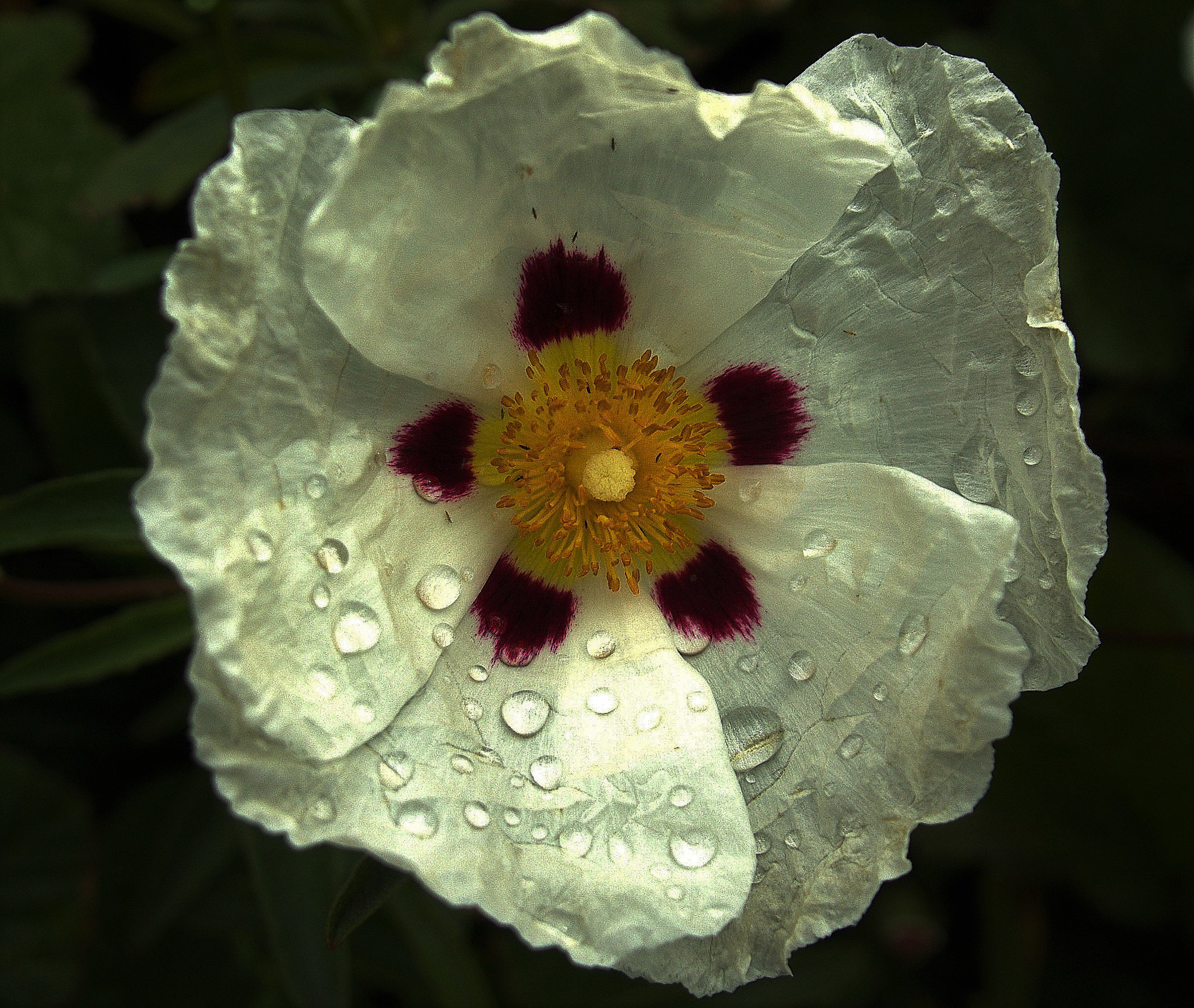 Raindropped