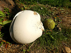 Puffball met tennisbal...