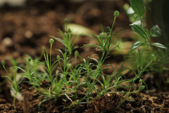 Sagina procumbens, Caryophyllaceae