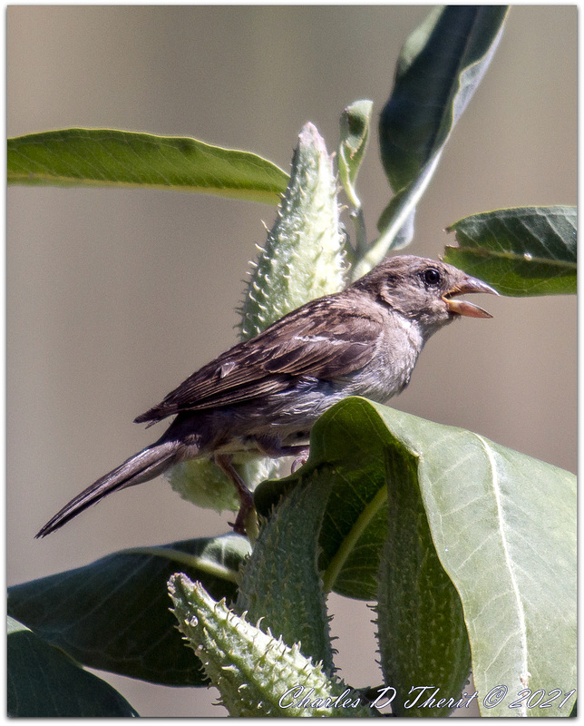 Milkweed Break