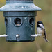 Coal tit