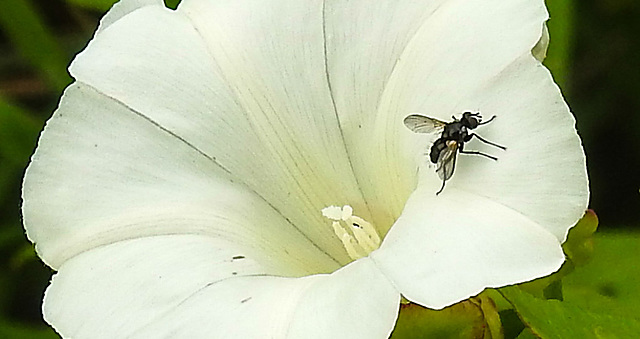 20230810 3765CPw [D~MS] Gewöhnliche Zaunwinde (Calystegia sepium agg), Fliege, Rieselfelder Münster