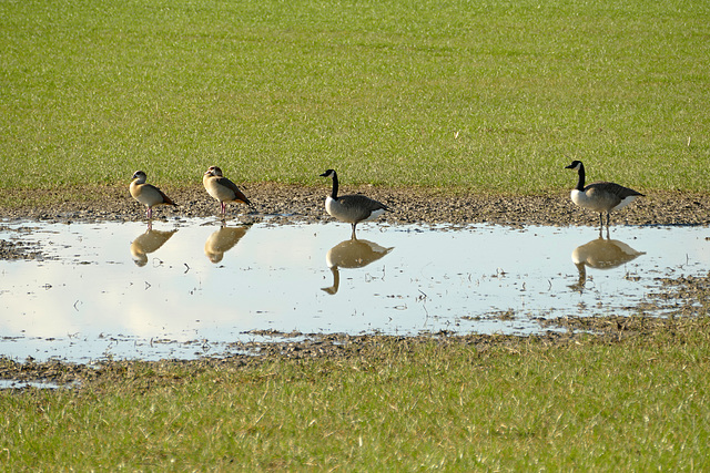 ... auf der Wiese am Wasser