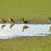 ... auf der Wiese am Wasser