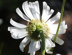 marguerite vue de dos