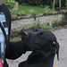 portrait du chien