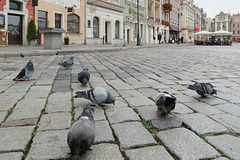 Les pigeons de la place (4)