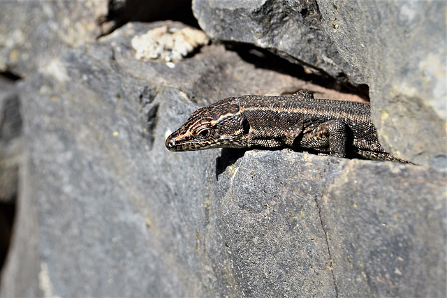 Lizard hiding in the rocks