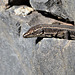 Lizard hiding in the rocks