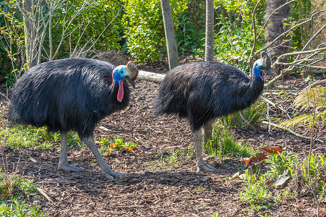 Cassowary