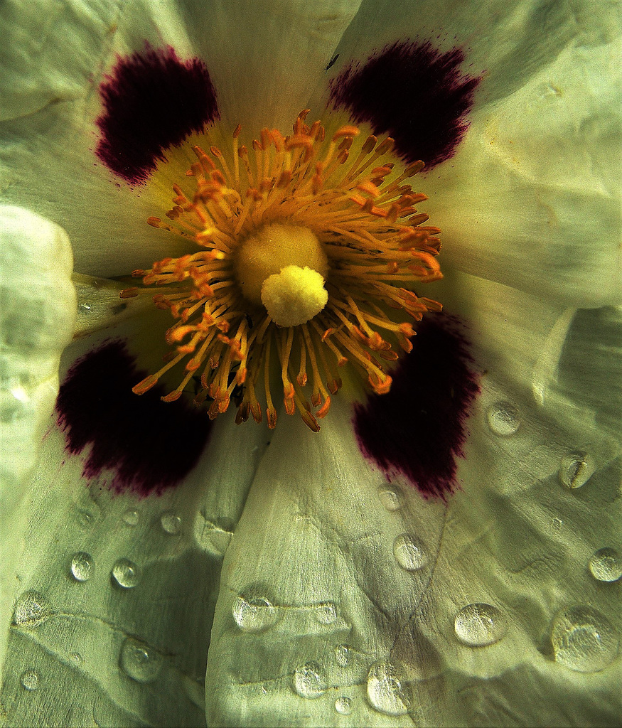 Raindropped