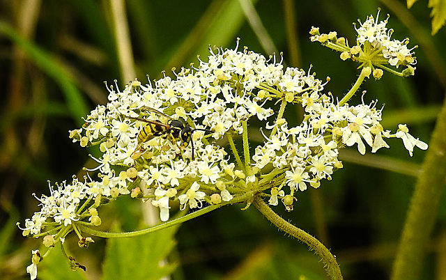 20230810 3766CPw [D~MS] Gemeiner Bärenklau (Heracleum sphondylium), Deutsche Wespe (Vespula germanica), Rieselfelder Münster