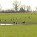 Gänse