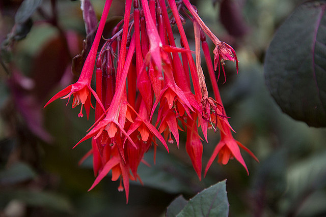 20140801 4616VRAw [D~E] Fuchsie (Fuchsia -Triphylla-Hybride), Gruga-Park, Essen